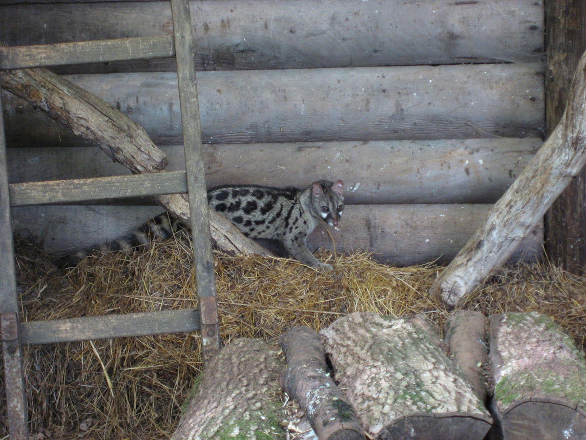 Geneta (Genetta genetta)