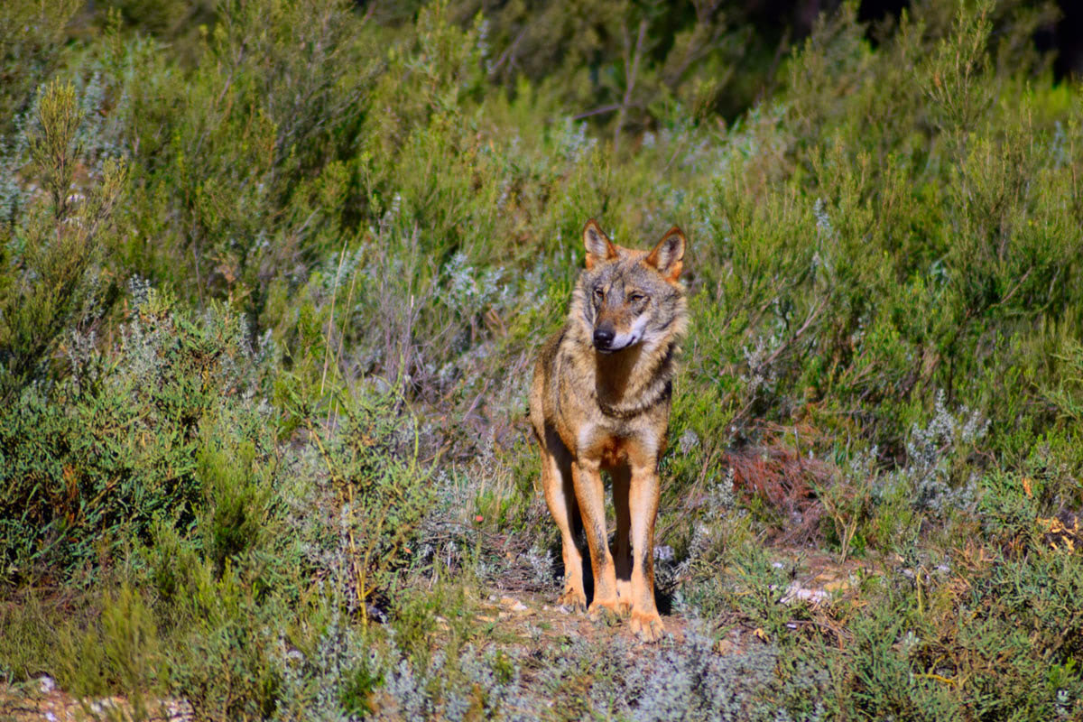 Lobo‑ibérico (Canis lupus signatus)