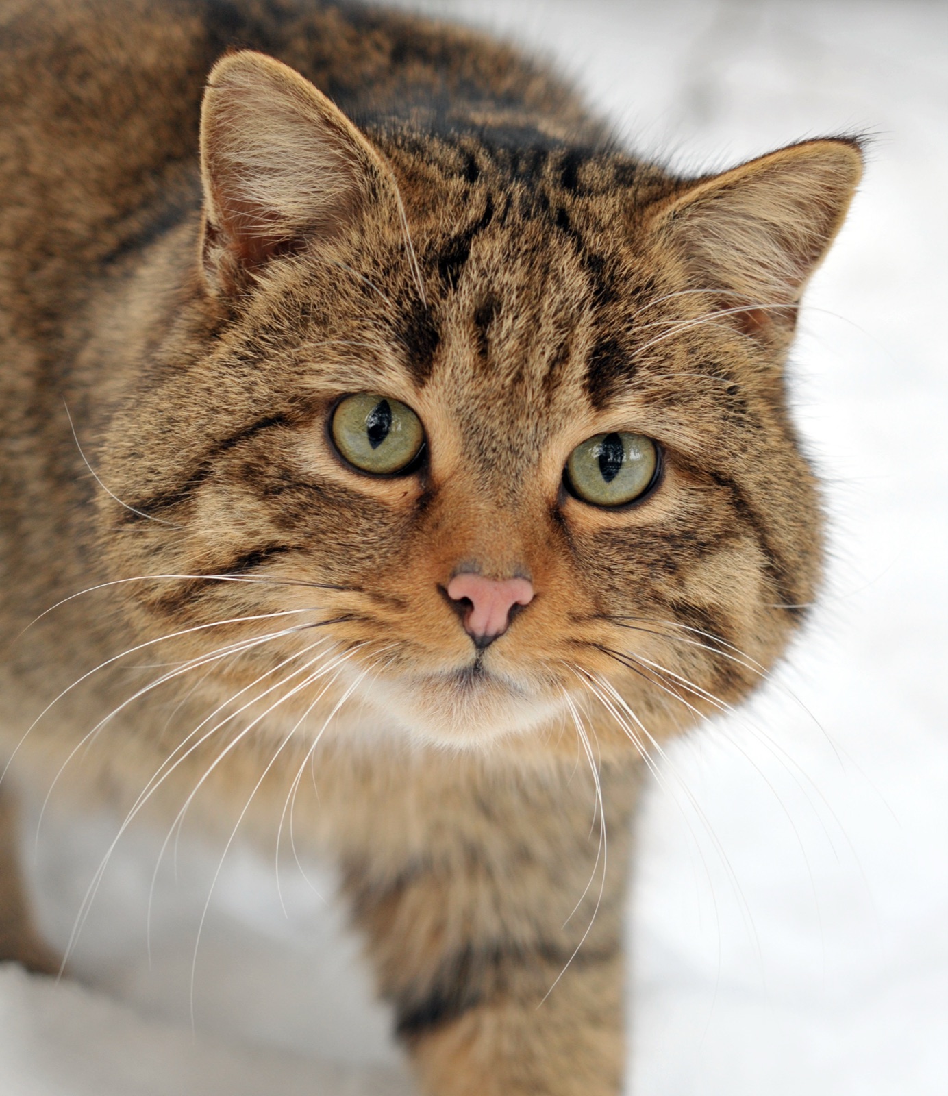 Gato-bravo — Felis silvestris