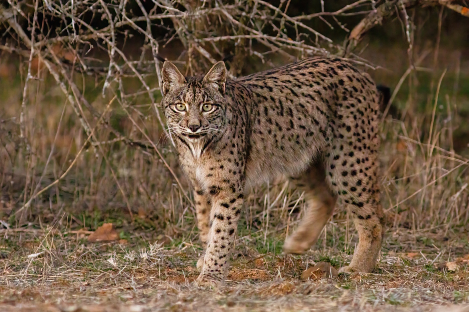 Lince-ibérico — Lynx pardinus