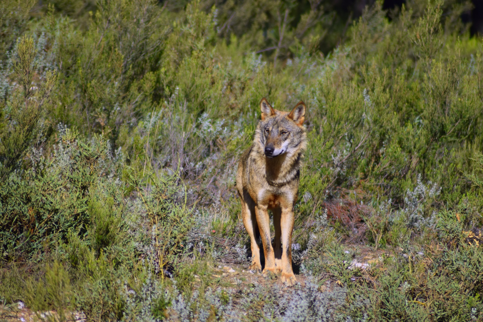 Lobo-ibérico — Canis lupus signatus