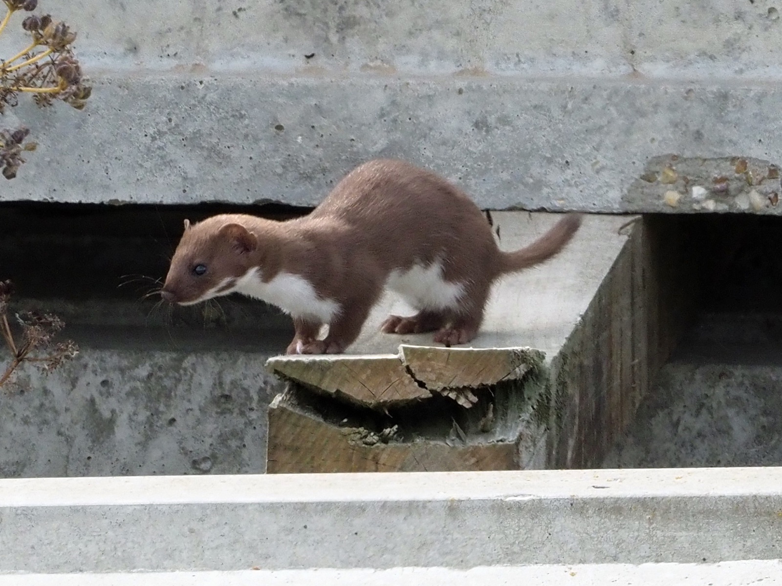 Doninha — Mustela nivalis