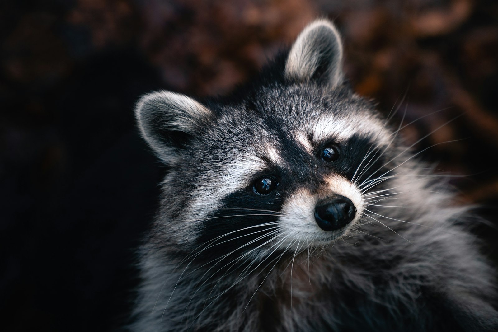 Guaxinim — Procyon lotor