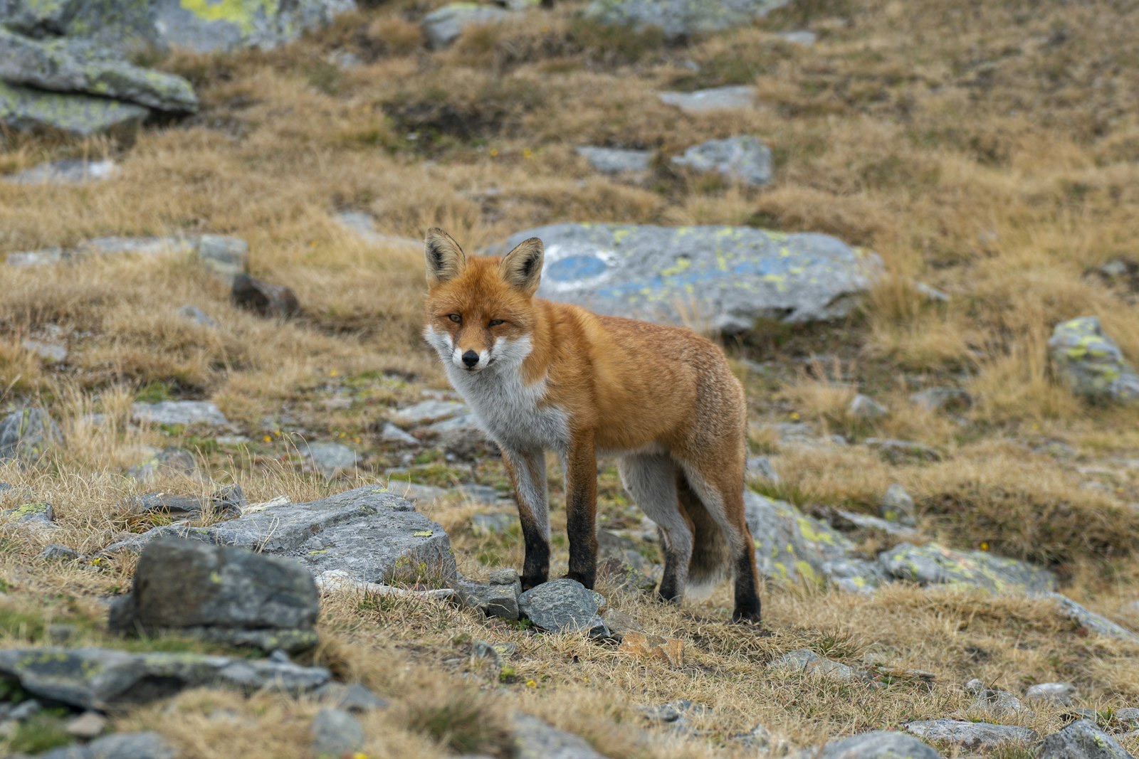 Raposa — Vulpes vulpes