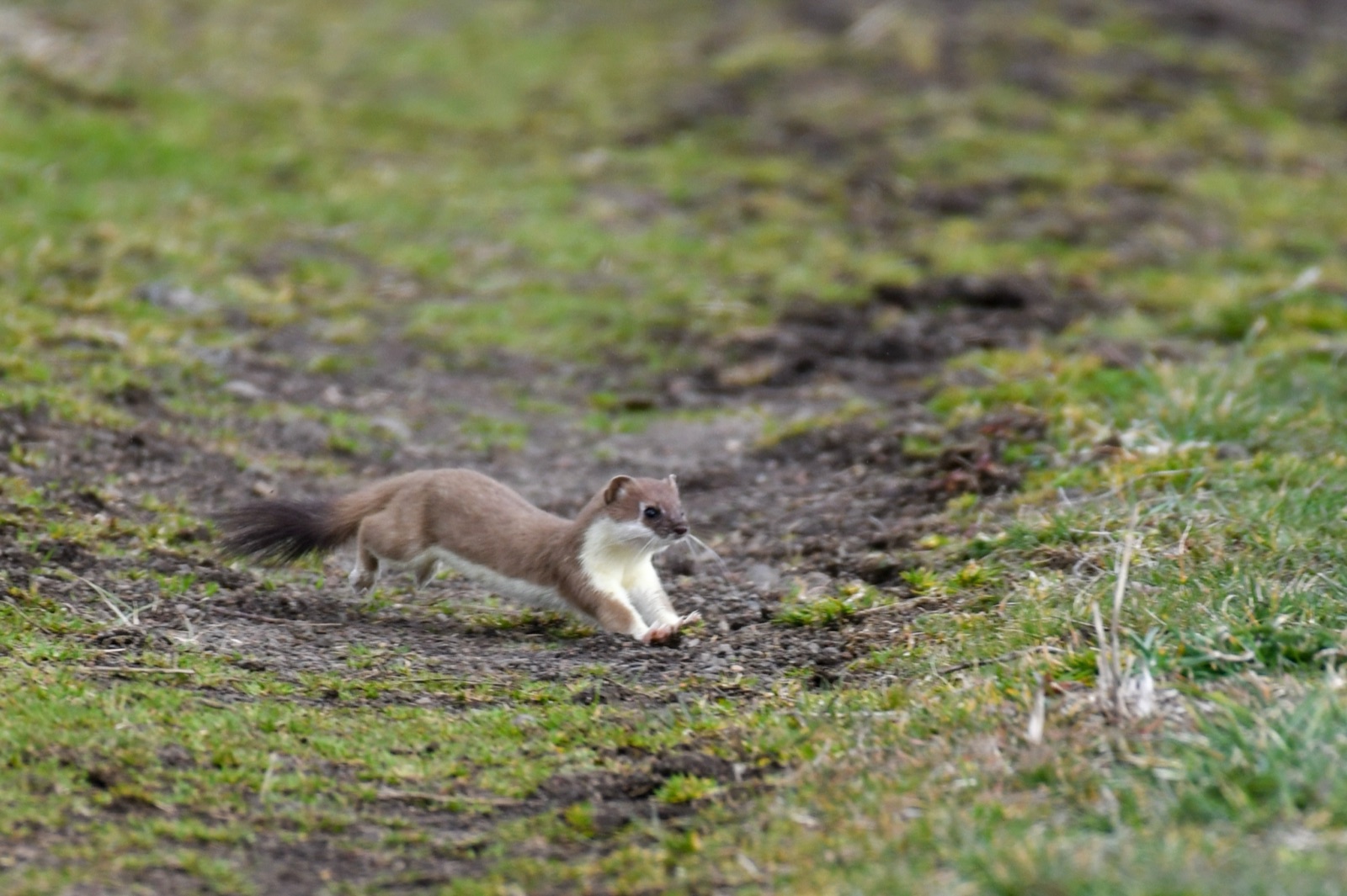Arminho — Mustela erminea